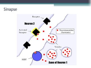 Sinapse 
