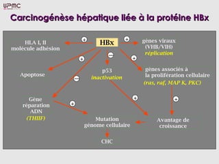 Carcinogénèse hépatique liée à la protéine HBxCarcinogénèse hépatique liée à la protéine HBx
 