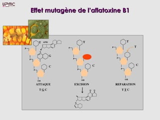 Effet mutagène de lEffet mutagène de l’aflatoxine B1’aflatoxine B1
 