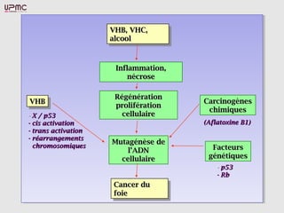 VHB, VHC,VHB, VHC,
alcoolalcool
VHB, VHC,VHB, VHC,
alcoolalcool
Inflammation,Inflammation,
nécrosenécrose
RégénérationRégénération
proliférationprolifération
cellulairecellulaire
Mutagénèse deMutagénèse de
ll’ADN’ADN
cellulairecellulaire
Cancer duCancer du
foiefoie
Cancer duCancer du
foiefoie
CarcinogènesCarcinogènes
chimiqueschimiques
(Aflatoxine B1)(Aflatoxine B1)
FacteursFacteurs
génétiquesgénétiques
-- p53p53
- Rb- Rb
VHBVHBVHBVHB
-- X / p53X / p53
- cis activation- cis activation
- trans activation- trans activation
- réarrangements- réarrangements
chromosomiqueschromosomiques
 