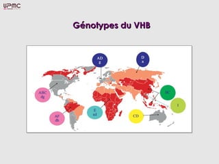 Génotypes du VHBGénotypes du VHB
 