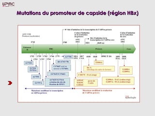 Mutations du promoteur de capside (région HBx)Mutations du promoteur de capside (région HBx)
 