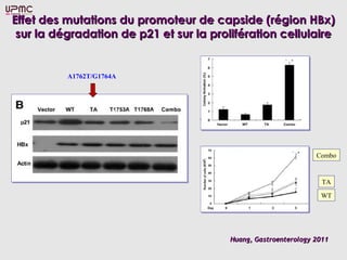 Effet des mutations du promoteur de capside (région HBx)Effet des mutations du promoteur de capside (région HBx)
sur la dégradation de p21 et sur la prolifération cellulairesur la dégradation de p21 et sur la prolifération cellulaire
Huang, Gastroenterology 2011Huang, Gastroenterology 2011
A1762T/G1764A
Combo
TA
WT
 