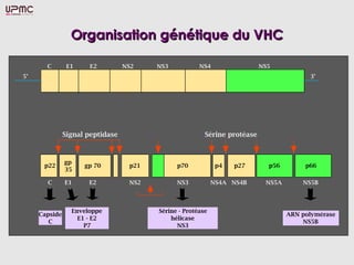 Organisation génétique du VHCOrganisation génétique du VHC
 