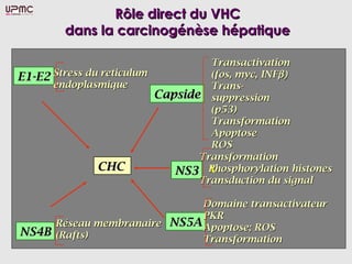 Rôle direct du VHCRôle direct du VHC
dans la carcinogénèse hépatiquedans la carcinogénèse hépatique
CapsideCapside
TransactivationTransactivation
(fos, myc, INF(fos, myc, INFβ)β)
Trans-Trans-
suppressionsuppression
(p53)(p53)
TransformationTransformation
ApoptoseApoptose
ROSROS
NS3NS3
TransformationTransformation
Phosphorylation histonesPhosphorylation histones
Transduction du signalTransduction du signal
NS5ANS5A
Domaine transactivateurDomaine transactivateur
PKRPKR
Apoptose; ROSApoptose; ROS
TransformationTransformation
CHCCHCCHCCHC
E1-E2E1-E2 Stress du reticulumStress du reticulum
endoplasmiqueendoplasmique
NS4BNS4B
Réseau membranaireRéseau membranaire
(Rafts)(Rafts)
 