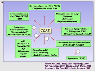 CORECORECORECORE
Oncogénique in vitro (3T3)Oncogénique in vitro (3T3)
Coopération avec RasCoopération avec Ras
Oncogénique in vitro (3T3)Oncogénique in vitro (3T3)
Coopération avec RasCoopération avec Ras
Oncogénique in vivpOncogénique in vivp
StéatoseStéatose
AdénomeAdénome
HépatocarcinomeHépatocarcinome
Oncogénique in vivpOncogénique in vivp
StéatoseStéatose
AdénomeAdénome
HépatocarcinomeHépatocarcinome
Liaison lipoprotéinesLiaison lipoprotéines
- Récepteur TNFRécepteur TNF
- Récepteur lymphotox.BRécepteur lymphotox.B
Liaison lipoprotéinesLiaison lipoprotéines
- Récepteur TNFRécepteur TNF
- Récepteur lymphotox.BRécepteur lymphotox.B
TransactivationTransactivation
Fas/Myc/INFFas/Myc/INFββ
VHBVHB
TransactivationTransactivation
Fas/Myc/INFFas/Myc/INFββ
VHBVHB
Apoptose:Apoptose:
Fas-dépendanteFas-dépendante
Stress oxidatifStress oxidatif
Mitochondrial et REMitochondrial et RE
Apoptose:Apoptose:
Fas-dépendanteFas-dépendante
Stress oxidatifStress oxidatif
Mitochondrial et REMitochondrial et RE
p53p53
P21/WAFP21/WAF
Smad3/TGSmad3/TG
FFββ
MismatchMismatch
repairrepair
genesgenes
p53p53
P21/WAFP21/WAF
Smad3/TGSmad3/TG
FFββ
MismatchMismatch
repairrepair
genesgenes
Fonction p53Fonction p53
-DNA bindingDNA binding
-Activité transcriptionActivité transcription
Fonction p53Fonction p53
-DNA bindingDNA binding
-Activité transcriptionActivité transcription
Activation voies transductionActivation voies transduction
[NF[NFκκB-AP-1-SRE]B-AP-1-SRE]
Activation voies transductionActivation voies transduction
[NF[NFκκB-AP-1-SRE]B-AP-1-SRE]
Apoptose (TNF)Apoptose (TNF)Apoptose (TNF)Apoptose (TNF)
Moriya, Nat. Med., 1998; Kato, Hepatology, 2000Moriya, Nat. Med., 1998; Kato, Hepatology, 2000
Tai, Hepatology, 2000; Otsuda, J. Biol. Chem., 2000Tai, Hepatology, 2000; Otsuda, J. Biol. Chem., 2000
Korenaga, J Biol Chem 2005; Pavio, Oncogene 2005Korenaga, J Biol Chem 2005; Pavio, Oncogene 2005
+
+
-
-
 