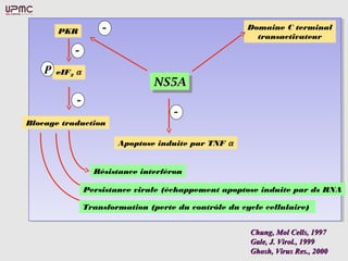 NS5ANS5ANS5ANS5A
Domaine C terminal
transactivateur
Domaine C terminal
transactivateur
Apoptose induite par TNF αApoptose induite par TNF α
PKRPKR
eIF2 αeIF2 α
Blocage traductionBlocage traduction
Résistance interféron
Persistance virale (échappement apoptose induite par ds RNA
Transformation (perte du contrôle du cycle cellulaire)
Chung, Mol Cells, 1997Chung, Mol Cells, 1997
Gale, J. Virol., 1999Gale, J. Virol., 1999
Ghosh, Virus Res., 2000Ghosh, Virus Res., 2000
-
-
P
-
-
 