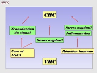 Core etCore et
NS5ANS5A
Core etCore et
NS5ANS5A
CHCCHCCHCCHC
Stress oxydatifStress oxydatifStress oxydatifStress oxydatif
InflammationInflammationInflammationInflammation
Stress oxydatifStress oxydatifStress oxydatifStress oxydatif
TransductionTransduction
du signaldu signal
TransductionTransduction
du signaldu signal
VHCVHCVHCVHC
Réaction immuneRéaction immuneRéaction immuneRéaction immune
 