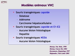 Modèles animaux VHCModèles animaux VHC
• Souris transgéniques capside
– Stéatose
– Adénome
– Carcinome hépatocellulaire
• Souris transgéniques capside et E1-E2
– Aucune lésion histologique
– Hepatite
• Souris transgéniques NS5A
– Aucune lésion histologique
Moriya, Nat. Med., 1998Moriya, Nat. Med., 1998
Moriya, Cancer Res 2001Moriya, Cancer Res 2001
Kawamura, Hepatology 1997Kawamura, Hepatology 1997
Majumder, Febs Letter 2003Majumder, Febs Letter 2003
 