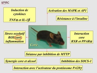 Induction de
cytokines
TNFα et IL-1β
Activation des MAPK et AP1
Stress oxydatif
ROS sans
inflammation
Synergie core et alcool
Interaction
core
RXR et PPARα
Résistance à l’insuline
Stéatose par inhibition de MTTP
Inhibition des SOCS-1
Interaction avec l’activateur du protéasome PA28γ
CoreCore
 