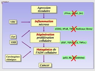 AgressionAgression
tissulairetissulaire
AgressionAgression
tissulairetissulaire
InflammationInflammation
nécrosenécrose
RégénérationRégénération
proliférationprolifération
cellulairecellulaire
MutagénèseMutagénèse dede
ll’ADN cellulaire’ADN cellulaire
CancerCancerCancerCancer
(p53, Rb,(p53, Rb, ββ-caténine)-caténine)
VHBVHBVHBVHB
(Virus, alcool, fer)(Virus, alcool, fer)
(COX2, NF(COX2, NFκκB, TNFa, Radicaux libres)B, TNFa, Radicaux libres)
(EGF, TGF(EGF, TGFαα, IL 6, TNF, IL 6, TNFαα ))
CarcinogènesCarcinogènes
chimiqueschimiques
CarcinogènesCarcinogènes
chimiqueschimiques
VHCVHCVHCVHC
FerFerFerFer
X
X
X
X
 