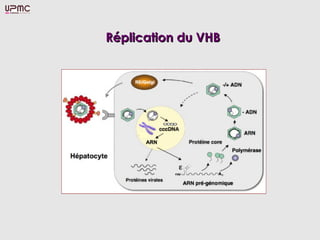 Réplication du VHBRéplication du VHB
 