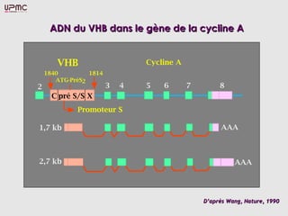 ADN du VHB dans le gène de la cycline AADN du VHB dans le gène de la cycline A
DD’après Wang, Nature, 1990’après Wang, Nature, 1990
 