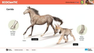 Corrida
Casco
Cavalo
Lobo
Realidade aumentada Vídeos Exercícios
 