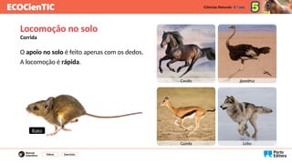 O apoio no solo é feito apenas com os dedos.
A locomoção é rápida.
Vídeos Exercícios
Locomoção no solo
Corrida
Cavalo Avestruz
Gazela Lobo
Rato
 