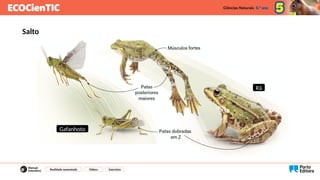 Salto
Gafanhoto
Rã
Realidade aumentada Vídeos Exercícios
 