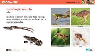 O salto é feito com o impulso dado ao corpo
pelos membros posteriores, em forma de Z e
muito musculados.
Vídeos Exercícios
Locomoção no solo
Salto
Rã Canguru
Gafanhoto Pulga
Rã
 