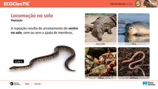 A reptação resulta do arrastamento do ventre
no solo, com ou sem a ajuda de membros.
Vídeos Exercícios
Locomoção no solo
Reptação
Crocodilo Foca
Cobra Minhoca
Cobra
 