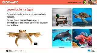Locomoção na água
Os animais deslocam-se no água através da
natação.
É o que fazem os mamíferos, aves e
invertebrados aquáticos, bem como os peixes
e os anfíbios.
Vídeos Exercícios
Pato Tartaruga
Golfinho Peixe
Rã
 