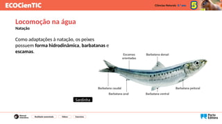 Como adaptações à natação, os peixes
possuem forma hidrodinâmica, barbatanas e
escamas.
Locomoção na água
Natação
Realidade aumentada Vídeos Exercícios
Sardinha
 