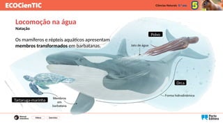 Os mamíferos e répteis aquáticos apresentam
membros transformados em barbatanas.
Vídeos Exercícios
Locomoção na água
Natação
Tartaruga-marinha
Orca
Polvo
 