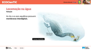 As rãs e as aves aquáticas possuem
membranas interdigitais.
Vídeos Exercícios
Locomoção na água
Natação
Corvo-marinho
 