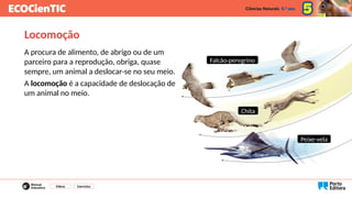 Locomoção
A procura de alimento, de abrigo ou de um
parceiro para a reprodução, obriga, quase
sempre, um animal a deslocar-se no seu meio.
A locomoção é a capacidade de deslocação de
um animal no meio.
Vídeos Exercícios
Falcão-peregrino
Chita
Peixe-vela
 