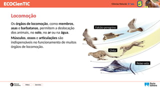 Locomoção
Os órgãos de locomoção, como membros,
asas e barbatanas, permitem a deslocação
dos animais, no solo, no ar ou na água.
Músculos, ossos e articulações são
indispensáveis no funcionamento de muitos
órgãos de locomoção.
Vídeos Exercícios
Falcão-peregrino
Chita
Peixe-vela
 