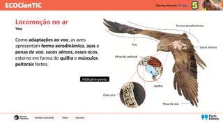 Como adaptações ao voo, as aves
apresentam forma aerodinâmica, asas e
penas de voo, sacos aéreos, ossos ocos,
esterno em forma de quilha e músculos
peitorais fortes.
Locomoção no ar
Voo
Forma aerodinâmica
Asa
Sacos aéreos
Quilha
Osso oco
Músculo peitoral
Pena de voo
Milhafre-preto
Realidade aumentada Vídeos Exercícios
 