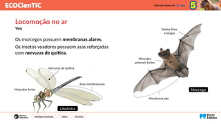 Os morcegos possuem membranas alares.
Os insetos voadores possuem asas reforçadas
com nervuras de quitina.
Locomoção no ar
Voo
Membrana alar
Músculos
peitorais fortes
Dedos finos
e longos
Músculos fortes
Asas membranosas
Nervuras de quitina
Morcego
Libelinha
Realidade aumentada Vídeos Exercícios
 