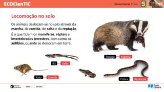 Locomoção no solo
Os animais deslocam-se no solo através da
marcha, da corrida, do salto e da reptação.
É o que fazem os mamíferos, répteis e
invertebrados terrestres, bem como os
anfíbios, quando se deslocam em terra.
Vídeos Exercícios
Texugo ?
Marcha
Rato ?
Corrida
Rã ?
Salto
Cobra ?
Reptação
 