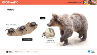 Marcha
Patas articuladas
Escaravelho
Urso
Realidade aumentada Vídeos Exercícios
 