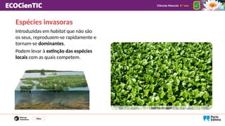 Espécies invasoras
Introduzidas em habitat que não são
os seus, reproduzem-se rapidamente e
tornam-se dominantes.
Podem levar à extinção das espécies
locais com as quais competem.
Vídeo
Jacinto-de-água
 