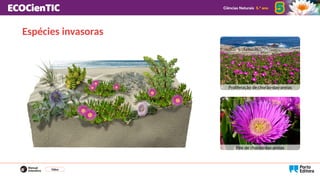 Espécies invasoras
Proliferação de chorão-das-areias
Flor de chorão-das-areias
Vídeo
 