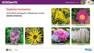 O território português é afetado por muitas
plantas invasoras.
Jacinto-de-água Erva-gorda Hortênsia Penachos
Chorão-das-areias
Mimosa
Vídeo
Espécies invasoras
 