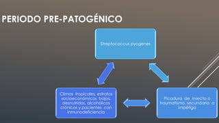 PERIODO PRE-PATOGÉNICO
Streptococcus pyogenes
Picadura de insecto o
traumatismo, secundaria a
impétigo
Climas tropicales, estratos
socioeconómicos bajos,
desnutridos, alcohólicos
crónicos y pacientes con
inmunodeficiencia
 