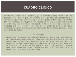 Puede ser unilateral o bilateral, y se localiza principalmente en las
piernas, el dorso del pie, los muslos y los glúteos; se caracteriza por
vesículas o pústulas que se agrupan en una placa eritematosa, se rompen
tempranamente, y dan lugar a una ulceración de uno a varios centímetros
de diámetro, bien delimitada, en sacabocado, de bordes violáceos netos,
cortados a pico y de fondo necrótico. La evolución es crónica, tórpida y
dolorosa; al sanar deja cicatriz; se acompaña de síntomas generales y en
ocasiones de fiebre.
Tratamiento
 Localmente, fomentos con sulfato de cobre al 1 por 1 000 y una pomada
de yodoclorohidroxiquinoleína (clioquinol [Vioformo®]) al 1 a 3%; se
puede usar mupirocina o fusidato de sodio (ácido fusídico). Por vía
sistémica se usan antibióticos o sulfamidas; los de primera línea son
dicloxacilina, 250 a 500 mg por vía oral cada 6 h durante cinco a siete
días; amoxicilina con ácido clavulánico 250 a 500 mg cada 6 h, o
cefalexina, 1 a 2 g/día (25 a 60 mg/kg).
CUADRO CLÍNICO
 