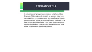 ETIOPATOGENIA
Al principio se origina por estreptococo beta-hemolítico
del grupo A (S. pyogenes); después se agregan S. aureus y
gramnegativos. La causa suele ser una picadura de insecto
o traumatismos; puede ser secundario a un impétigo; es fa
vorecido por autoinoculación y por mala higiene en un en
torno predisponente caracterizado por desnutrición, linfe
dema, alcoholismo o inmunodefi ciencia.
 