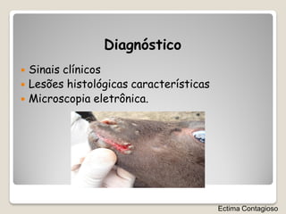 Diagnóstico
   Sinais clínicos
   Lesões histológicas características
   Microscopia eletrônica.




                                          Ectima Contagioso
 