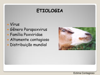 ETIOLOGIA


   Vírus
   Gênero Parapoxvirus
   Família Poxviridae
   Altamente contagioso
   Distribuição mundial   Ectima Contagioso
                           Fonte: Prof. Dr. Adelmo Santana




                                       Ectima Contagioso
 