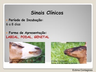Sinais Clínicos
 Período de Incubação:
6 a 8 dias

Forma de Apresentação:
LABIAL, PODAL, GENITAL




    Ectima Contagioso
    Fonte: Prof. Dr. Adelmo Santana   Ectima Contagioso
                                      Fonte: Prof. Dr. Adelmo Santana



                                                               Ectima Contagioso
 