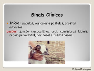 Sinais Clínicos
   Início: pápulas, vesículas e pústulas, crostas
  espessas
Lesões: junção mucocutânea oral, comissuras labiais,
  região periorbital, perinasal e fossas nasais.




                             Ectima Contagioso
                             Fonte: Prof. Dr. Adelmo
                             Santana



                                                       Ectima Contagioso
 