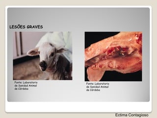 LESÕES GRAVES




 Fonte: Laboratorio   Fonte: Laboratorio
 de Sanidad Animal    de Sanidad Animal
 de Córdoba           de Córdoba




                                           Ectima Contagioso
 