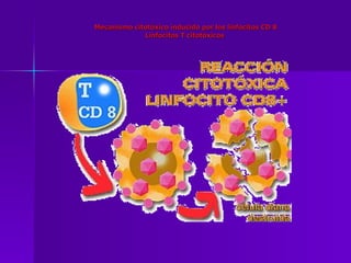Mecanismo citotóxico inducido por los linfocitos CD 8 Linfocitos T citotóxicos  