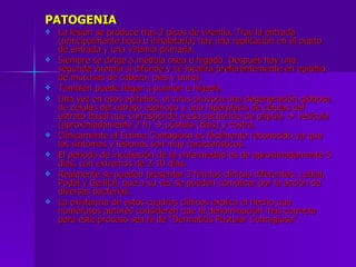 PATOGENIA La lesión se produce tras 2 picos de viremia. Tras la entrada (principalmente boca o inhalatoria) hay una replicación en el punto de entrada y una viremia primaria. Siempre se dirige a médula ósea e hígado. Después hay una segunda viremia si difunde y se localiza preferentemente en epitelio de mucosas de cabeza, pies y ubres. También puede llegar a pulmón e hígado. Una vez en esos epitelios, el virus provoca una degeneración globosa de células del estrato espinoso y una hiperplasia de células del estrato basal que corresponde a esa secuencia de pápula    vesícula (aproximadamente 2 h)    pústula (días) y costra. Clínicamente el Ectima Contagioso es fácilmente reconocido ya que los síntomas y lesiones son muy característicos. El periodo de incubación de la enfermedad es de aproximadamente 5 días, con extremos de 2-10 días. Realmente se pueden presentar 3 formas clínicas diferentes: Labial, Podal y Genital, que a su vez se pueden complicar por la acción de diversas bacterias. La existencia de estos cuadros clínicos explica el hecho que numerosos autores consideren que la denominación más correcta para este proceso sea la de "Dermatitis Pustular Contagiosa". 