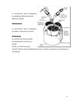 A connective tissue wrapping
enveloping individual axons
Nervous System


PERINEURIUM


A connective tissue wrapping
bundles or fascicles of axons


EPINEURIUM
A connective tissue sheath
enveloping the nerve as a
whole
These connective tissue
sheaths help to give peripheral nerves a certain toughness and resistance
to tearing




                                                                      6
 