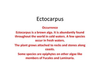 Ectocarpus
Occurrence
Ectocarpus is a brown alga. It is abundantly found
throughout the world in cold waters. A few species
occur in fresh waters.
The plant grows attached to rocks and stones along
coasts.
Some species are epiphytes on other algae like
members of Fucales and Laminaria.
 