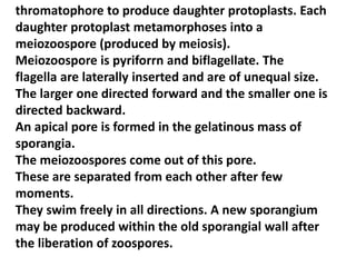 thromatophore to produce daughter protoplasts. Each
daughter protoplast metamorphoses into a
meiozoospore (produced by meiosis).
Meiozoospore is pyriforrn and biflagellate. The
flagella are laterally inserted and are of unequal size.
The larger one directed forward and the smaller one is
directed backward.
An apical pore is formed in the gelatinous mass of
sporangia.
The meiozoospores come out of this pore.
These are separated from each other after few
moments.
They swim freely in all directions. A new sporangium
may be produced within the old sporangial wall after
the liberation of zoospores.
 