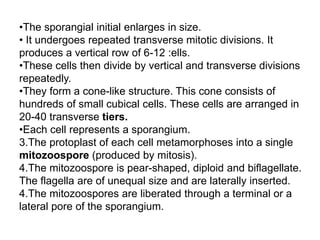 •The sporangial initial enlarges in size.
• It undergoes repeated transverse mitotic divisions. It
produces a vertical row of 6-12 :ells.
•These cells then divide by vertical and transverse divisions
repeatedly.
•They form a cone-like structure. This cone consists of
hundreds of small cubical cells. These cells are arranged in
20-40 transverse tiers.
•Each cell represents a sporangium.
3.The protoplast of each cell metamorphoses into a single
mitozoospore (produced by mitosis).
4.The mitozoospore is pear-shaped, diploid and biflagellate.
The flagella are of unequal size and are laterally inserted.
4.The mitozoospores are liberated through a terminal or a
lateral pore of the sporangium.
 