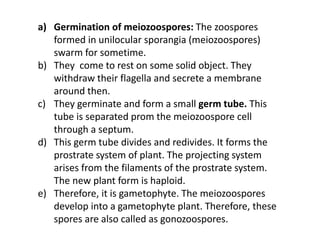 a) Germination of meiozoospores: The zoospores
formed in unilocular sporangia (meiozoospores)
swarm for sometime.
b) They come to rest on some solid object. They
withdraw their flagella and secrete a membrane
around then.
c) They germinate and form a small germ tube. This
tube is separated prom the meiozoospore cell
through a septum.
d) This germ tube divides and redivides. It forms the
prostrate system of plant. The projecting system
arises from the filaments of the prostrate system.
The new plant form is haploid.
e) Therefore, it is gametophyte. The meiozoospores
develop into a gametophyte plant. Therefore, these
spores are also called as gonozoospores.
 